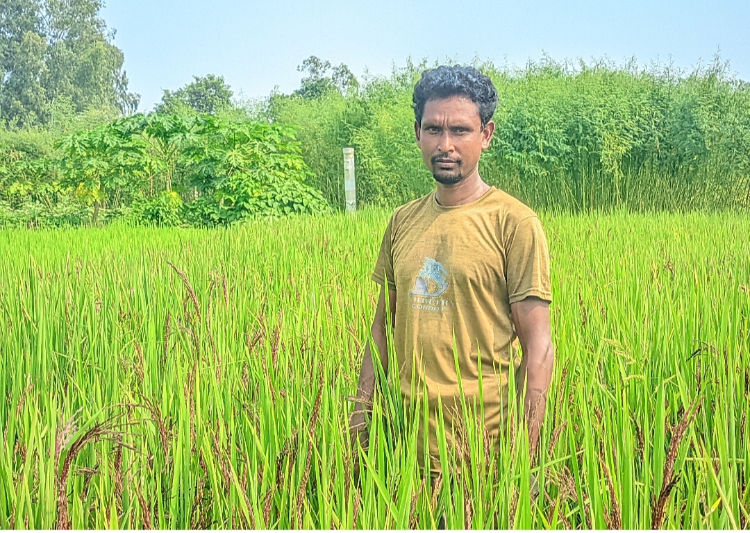 রাজশাহীর বাগমারায় ব্লাক রাইস চাষে নতুন সম্ভাবনা দেখছেন উদ্যোক্তা মিজানুর